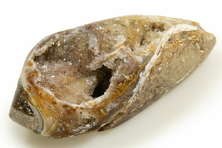 Chalcedony Replaced Gastropod With Sparkly Quartz - India #318714